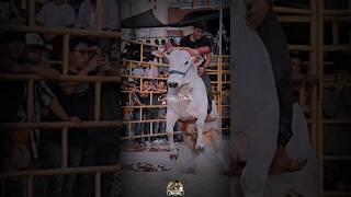 Gusto Al Gusto #jaripeo #torosdereparo #jinetes #oaxaca #fiesta #adrenaline #viral #shorts #music