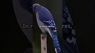 Blue Jays: Messengers of Divine Wisdom and Protection! 2025