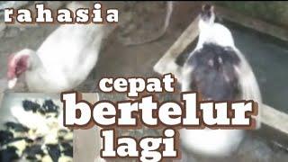 CARA AGAR ENTOK CEPAT BERTELUR KEMBALI