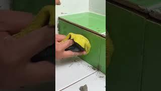 Perfect Tile Cut – Seamless Finish Like a Pro!  #tilecutting #tilingtips