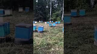 Кочевая пасека