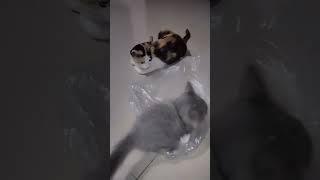 Loly the cool cat with Bella the active kitten #catlife #catlovers #bella #kitten #catvideos #mycat