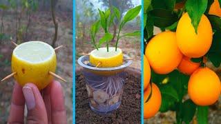 Grow lemons from lemon fruits |easiest procedure in the World | 100%success in water |