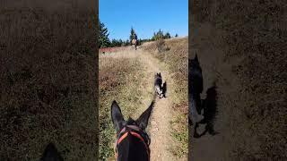 #dollysods #westvirginia #mules