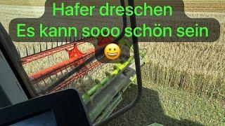 Hafer dreschen