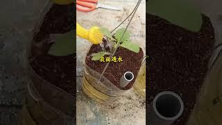 用塑膠桶種植茄子 #種植小技巧 #茄子 #三農 #小菜園 #農業種植