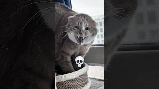 cat can't be scary ️! fact.zone!#facts #cats #shorts