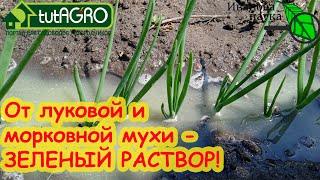 ОТ ЛУКОВОЙ И МОРКОВНОЙ МУХИ ИЗБАВЬТЕСЬ БЫСТРО И НАДОЛГО! Защитить посадки БЕСПЛАТНО и БЕЗ ХИМОЗЫ.