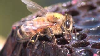 Bee Hunting: Finding a Wild Colony of Honey Bees