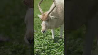 Interesting knowledge on Addax #addax