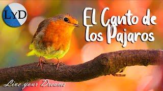 4 HORAS de Sonidos Relajantes de Pájaros Cantando  El Canto de las Aves, la Naturaleza y el Bosque