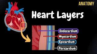 Anatomy of the Heart (Layers, Conducting System & Topography)