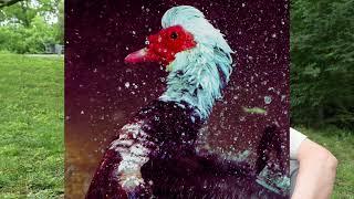 Welcome to PhotoHunter: Splish Splash Muscovy