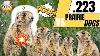 223 vs Prairie Dogs!!! 