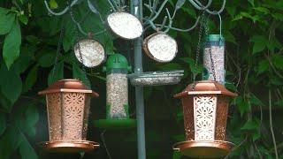 Bird Feeder