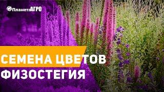  Семена цветов Физостегия  Планета Агро