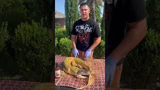 How to Cook a BBQ Smoked Alligator | Lets Go!