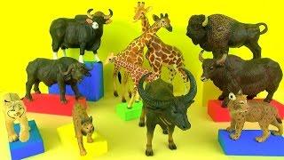 Wild Animals Bison Buffalo Yak Gaur Giraffes Lynx Kids Toys Educational