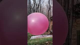 Biggest Balloon Pop #bigballoon #balloon