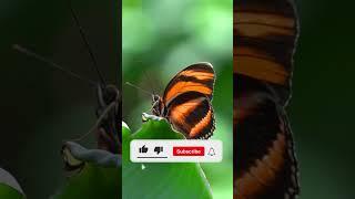 Colors of Nature Butterfly