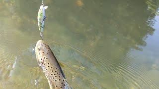 Bachforellen Fischen am kleinen Fluss Van Staal VR50 Silver