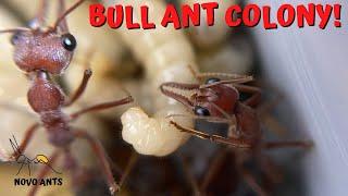 Bull ant colony update - Myrmecia brevinoda - Ant Keeping