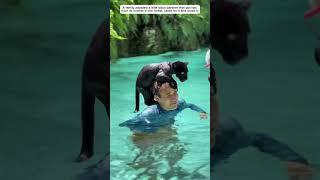 Poor little black panther lost his mother and grew up in human love.