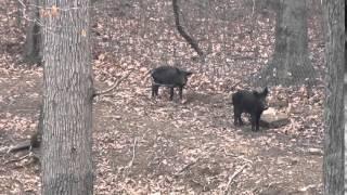 Gavins Hog 2015 Boar Hunting Double D Ranch with 44 Mag