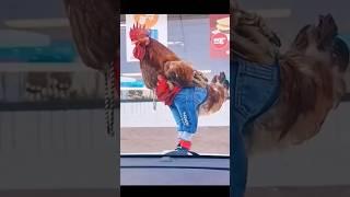 Rooster wearing pants #shorts #shortvideo #rooster #youtubeshorts