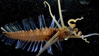 TOP 15 WEIRDEST DEEP SEA CREATURES