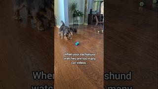 After one cat documentary..  #dogshorts #dachshund #ballislife #catvideos #funnydogs #pounce