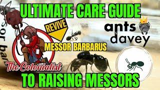 Ultimate Care Guide to Raising Messors - Messor Barbarus