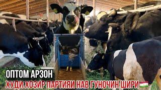 Худи ҳозир Гуночин шири арзон 10 октября 2024 г.