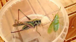 Серые кузнечики нападают на певчих. Katydid (wart-biter) hunts bush cricket (Tettigonia cantans).