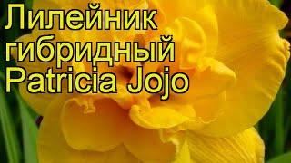 Лилейник гибридный Патрисия Джоджо. Краткий обзор, описание характеристик hemerocallis Patricia Jojo