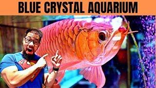 ASIAN AROWANA STORE TOUR | 1,200 Gallon Monster Tank | Blue Crystal Aquarium