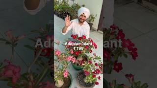 Shop Young Adenium Plant Online