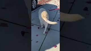 Yellow Labrador from the backside walking (KonaStar )