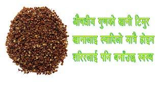 Health benefits of Timur or Timbur| विभिन्न रोगको अचुक औषधी हो टिमुर