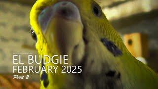 El Budgie: February 2025 - Some Eggs Have Hatched - Part 2