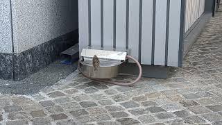 bird casually drinking water on a hot summer day in germany