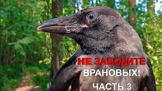 НЕ ЗАВОДИТЕ ВРАНОВЫХ ПТИЦ! ЧАСТЬ 3. Don't have any corvids!