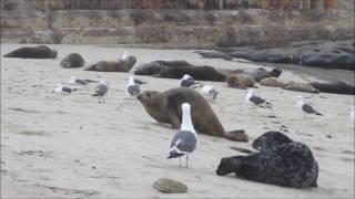 Harbor Seal "Running"