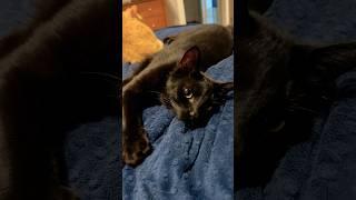 Do Like Our Cats and Take It Easy