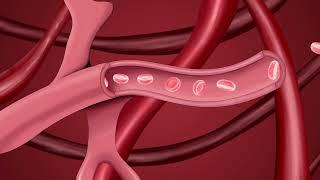 Blood Flow (Animation Example)