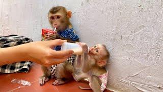 Monkey Linda and Puka feel happy since meeting each other