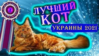 Мейн-кун: питомник лучших котов Украины 2021