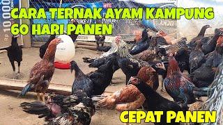 CARA TERNAK AYAM KAMPUNG 60 HARI PANEN