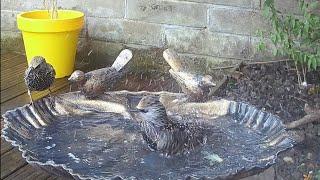 Garden bird bath time for these two starlings, so amusing to watch  #birds #birdvideos