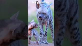 Hyena vs Crocodile ! Bite Force Battle 🫡 #shorts #facts #interestingfacts #trending #youtubeshort